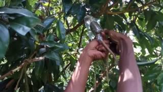 How to Air layer in Lychee tree.