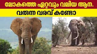 The largest elephant in the world. See what's coming World's Biggest Elephant | Keralakaumudi