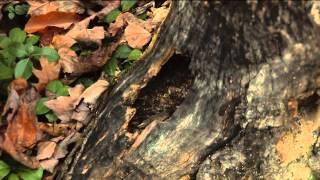 Natural History on the White Mountain National Forest