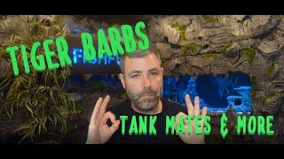 Tiger Barbs, what you didn't know, #tankmates and more.