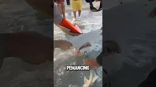 LIHAT GUYS MANCING IKAN HIU MARTIL DI PANTAI ‼️ #shorts #fishing #mancing