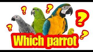 Which parrot is right for me?