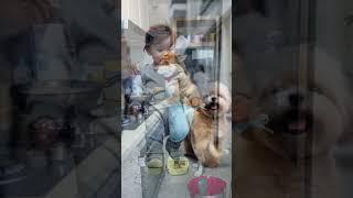 Cute Dogs and cats #ai #aianimation #aivideo #creativeai #animation #aiart #art #shorts #ytshorts