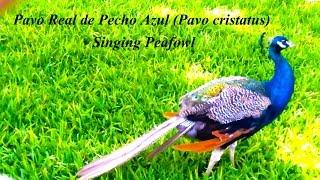 Pavo Real de Pecho Azul (Pavo cristatus) - Singing Peafowl