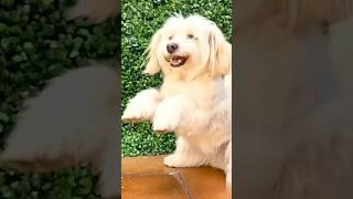 FIFI BAILANDO #axby #fifi #fifiana #dog #dogshorts #shorts #funny #memes #fyp #foryou #doglover