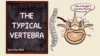 The Typical Vertebra | Parts | The Vertebral Column | Bones | Osteology | Anatomy Doodles