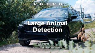 Large Animal Detection | Volvo Cars NB