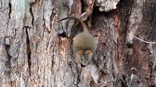 Yellow footed antechinus (mardo) foraging for food in the Winton Wetlands