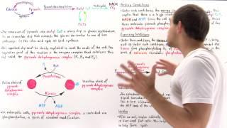 Regulation of Pyruvate Decarboxylation