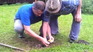 Sprengung von einem Erd-Wespen-Nest / Blowing up an earth wasps nest