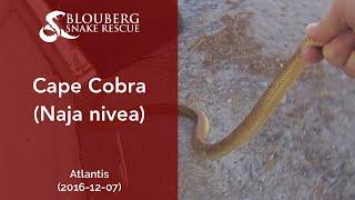 Cape Cobra, Atlantis, Western Cape, South Africa (20161207)