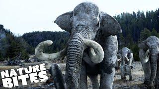 The Mammoth Burial Ground | Nature Bites