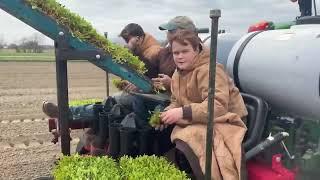 Transplanting Beets via Carousel Planter