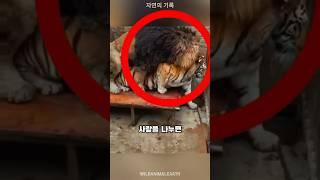 라이거는 세계에서 가장 큰 고양잇과 동물입니다.