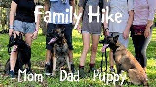 Puppy Reunites With Mom And Dad On Hike #belgianmalinois #Malinoisfamily #dogwalk #familyreunion