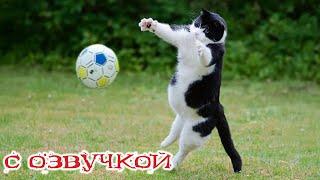 - ВАРАТАРЬ ОТ БОГА! Приколы с котами! С ОЗВУЧКОЙ! - Самые смешные животные!