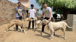 World's biggest Dogs | Indian Royal Breed Bully Kutta