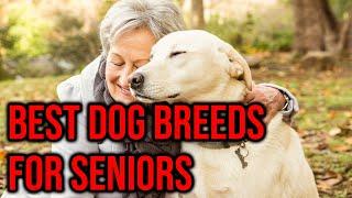 10 Best Dog Breeds For Seniors/ Elderly People/Amazing Dogs