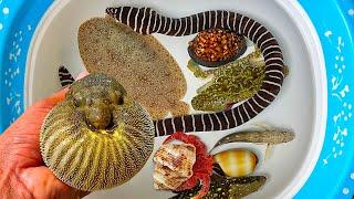 Catch puffer fish and hermit crabs, snails, slugs, eels, crabs, sea fish, sea animals, flatfish