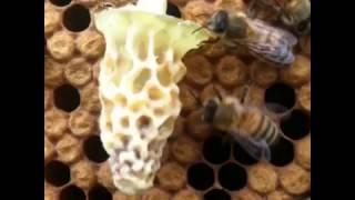 Raising Queen Bees