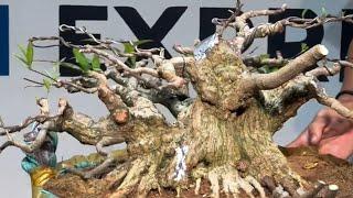 MANTAP!!! Laku Rp. 62.800.000 VND Bonsai Antingputri JUMBO!!! Mr. Ali Kamran