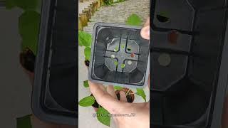 Как подбирать ёмкости для растений? #растения #цветы #рассада #дача #огород