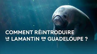 Comment réintroduire le lamantin en Guadeloupe ?