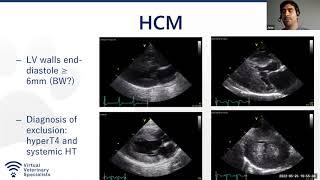 VVS Webinar: Update on the Diagnosis and Management of Feline Cardiomyopathies with Dr João Neves