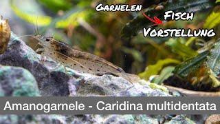 Amanogarnele - Caridina multidentata | Liquid Nature Fisch Vorstellung