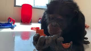 Rescued chimpanzee Mave eats a carrot