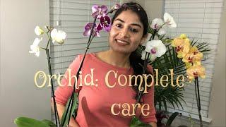 Orchid: Complete care tips