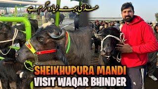 Waqar Bhinder Visit Sheikhupura Mandi | Mandi Bohat Garam Hai 