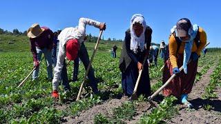 Mevsimlik tarım işçilerinin şeker pancarı mesaisi