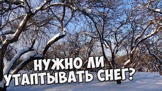 Нужно ли утаптывать снег вокруг плодовых деревьев?  Прямой эфир