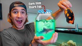 HATCHING My DARK WEB SHARK EGG!!