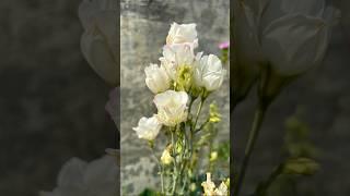 Lisianthus in bloom — a whisper of elegance in my garden️ #flowers #lisianthus #trending #shorts