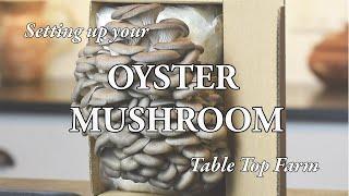 Oyster Mushrooms Table Top Farm Set Up