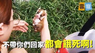 撿回家的三隻小狗百天後讓人驚艷！