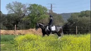 OPAL | EXCLUSIVE DRESSAGE HORSE PURA RAZA ESPAÑOL pirofree | FOR SALE |