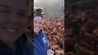 How We Raise About 4,000 Chickens for Meat on Our Commercial Regenerative Farm Without Coops - Pt 2