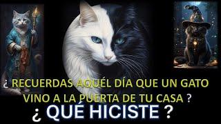 ¿RECUERDAS AQUEL DÍA QUE UN GATO VINO A LA PUERTA DE TU CASA?¿QUÉ HICISTE?