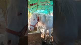 Mr. કણબી  Horse Lover  Rajveer 10 year old  Mitul patel karan asav farm kungher 9824231927