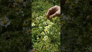 Matricaria chamomilla, camomile, (Matricaria recutita)