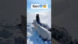 Алла амандық берсін. #зима #қыс #айғыр #жылкы #youtubeshorts #horse #reels #automobile #лошади #rek