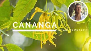 Cananga - The Oil of a Joyous Outlook