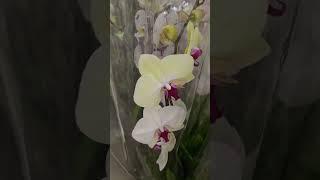 Рига.Каменные Розы. Королева. Редкости. Цветочная база. Riga.Stone Roses.Queen.Rarities. Flower base