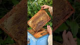 Отбор медовых рамок в июле  #пчеловодство #bee #beekeeper