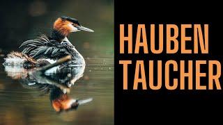 Haubentaucher mit Nachwuchs in 4K – Faszinierendes Wildlife Aufnahmen in Zeitlupe