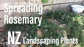 Spreading Rosemary - Rosmarinus officinalis "Prostratus" - Popular NZ landscaping plants