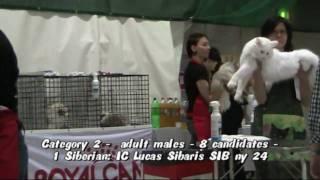 International Cat Show by SUROK in Lahti, Finland. - Part 3 - Best in Show - Adults of category 2